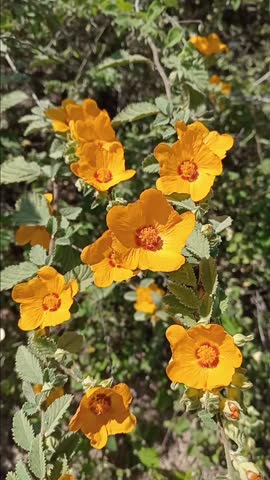 orange flowers, green, environment, design, red, nature, beautiful 