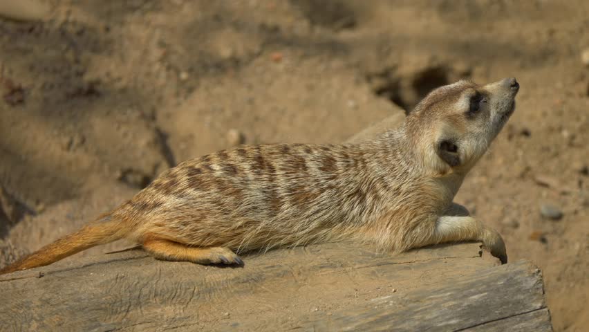 A closeup of cute Meerkat resting on wood under sunlight in a desert setting