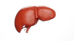 Cirrhosis liver fat Disease organ animation loop endless 4k. 3D Illustration - Powered by Shutterstock - Get 15% off with code: PIKWIZARD15