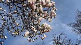 Magnolia blossoms swaying gently against clear blue sky with bare branches in springtime breeze - Powered by Shutterstock - Get 15% off with code: PIKWIZARD15