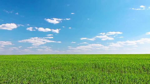 Field Panoramic View Realistic Footage Swaying Stock Footage Video (100 ...
