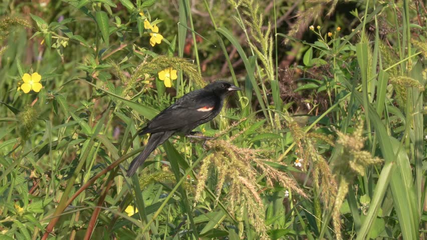Red-winged blackbird feeds on seeds in Florida Wetlands.