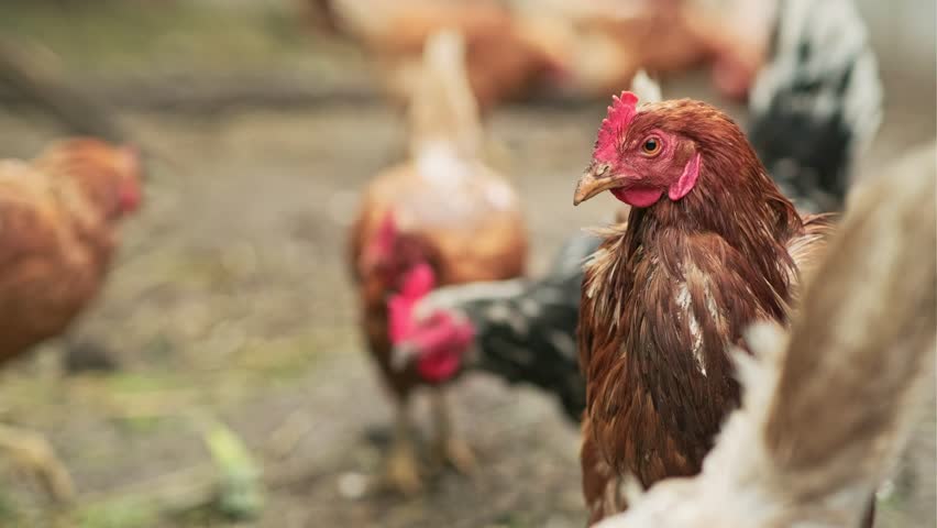 Hen forages in barnyard with fellow chickens during sunny day