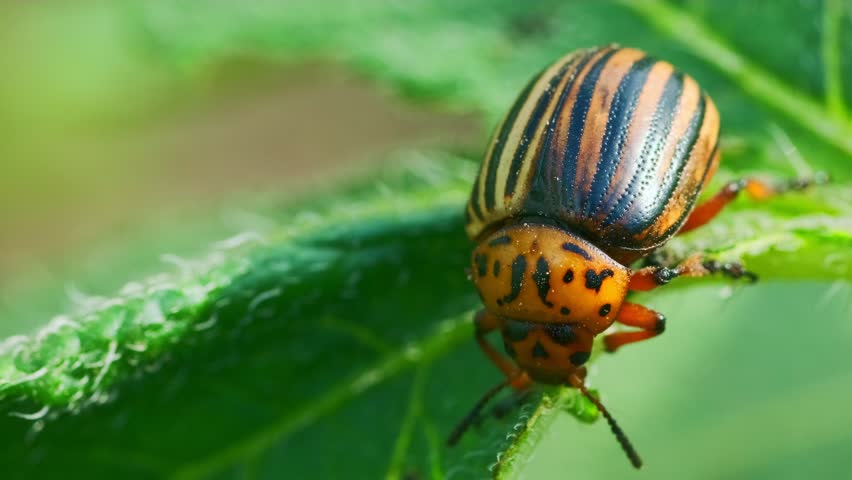 Colorado potato beetle resting on green leaf during summer in a vibrant garden environment