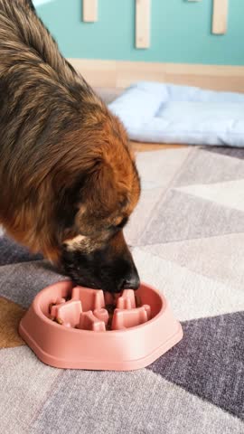 cute German shepherd puppy eating from a slow bowl at home, rug and turquoise walls