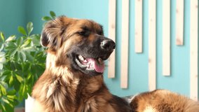 shepherd dog panting in hot summer heat weather lying at home on the floor - Powered by Shutterstock - Get 15% off with code: PIKWIZARD15