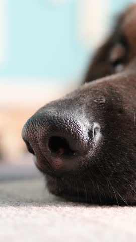 Closeup muzzle of a dog. An extreme close up of a german shepherd nose, wet texture and intricate details of its snout, nostrils flaring