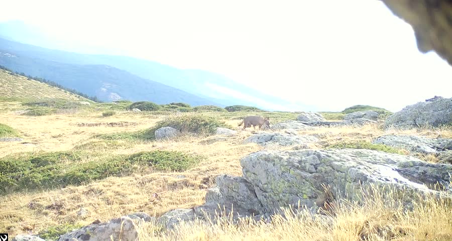 Iberian wolf roams a mountainous landscape in daylight
