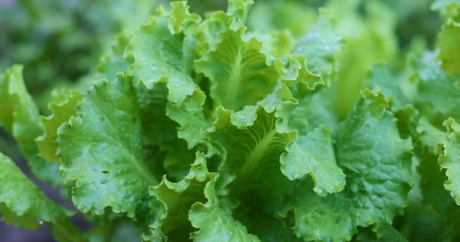 Fresh Green Lettuce Leaves with Water Droplets