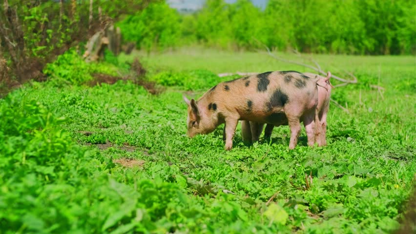 Two Pigs Exploring a Green Pasture Under Clear Skies During a Sunny Day in the Countryside