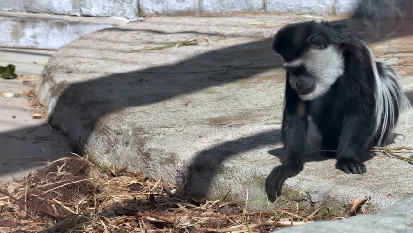 An eastern colobus monkey sitting in a cage at the zoo