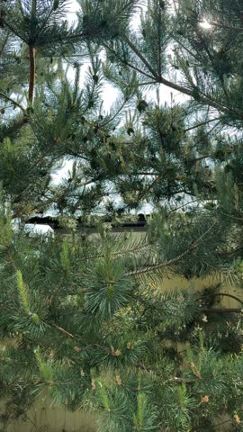 Pine tree in spring with cones and young shoots