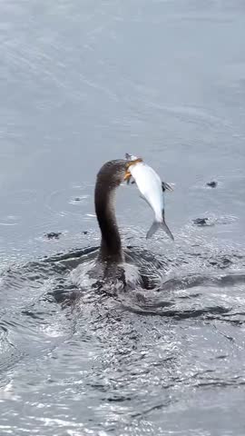 portrait Double-crested cormorant catching fish