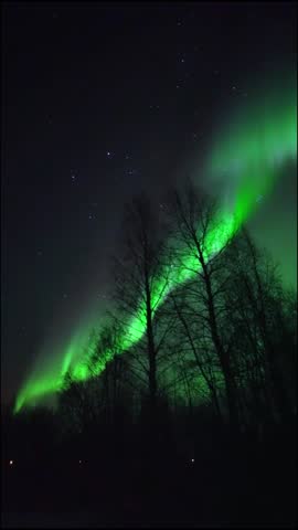 Northern Lights over the forest and trees