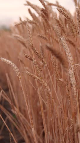 Ripe wheat harvest. Golden ears of grain slowly sway in wind closeup. Ripening wheat field on summer evening. Yellow wheat field, ears of wheat swaying in wind. Growing grain. Agricultural industry