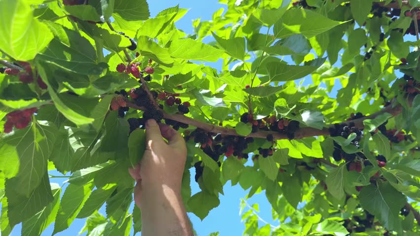 Hand picked ripe mulberry fruits on tree branches. Black morus berries in garden. Superberry Black Mulberry Tree