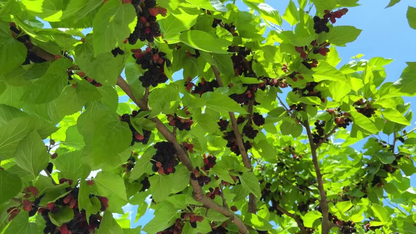 Mulberry tree with ripe morus fruit outdoor. Black morus berries in garden. Superberry Black Mulberry Tree