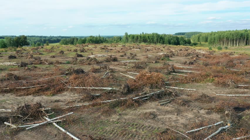 Aerial flying forward over felled forest. Environmental damage in deforested area, revealing uprooted trees and disturbed soil. Deforestation for wood. Destruction nature and ecosystem by peoples.