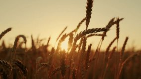 Ripe ears of wheat in field in rays of sun. Rural scene. Agricultural business. Growing ecologically clean grain. Sunny evening in wheat field. Summer time of grain harvest. Sunlight through ears, sky - Powered by Shutterstock - Get 15% off with code: PIKWIZARD15