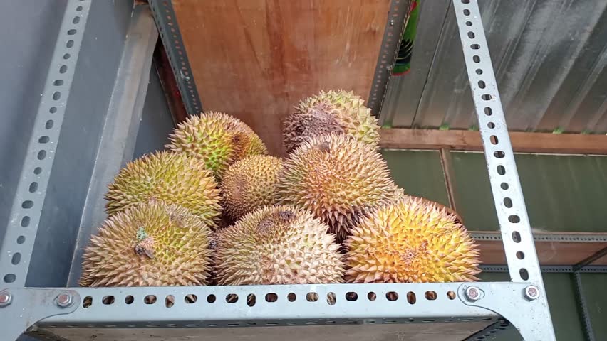 Durian shop on the street and arranged in a display case on the side of an Indonesian road