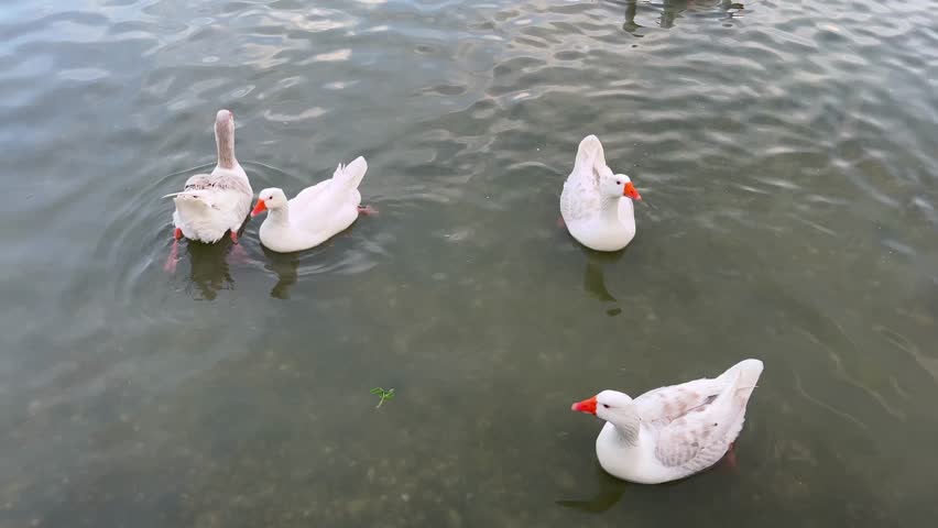 Red nose ducks and turtles swimming at lake in Istanbul, Turkey. (4K video)