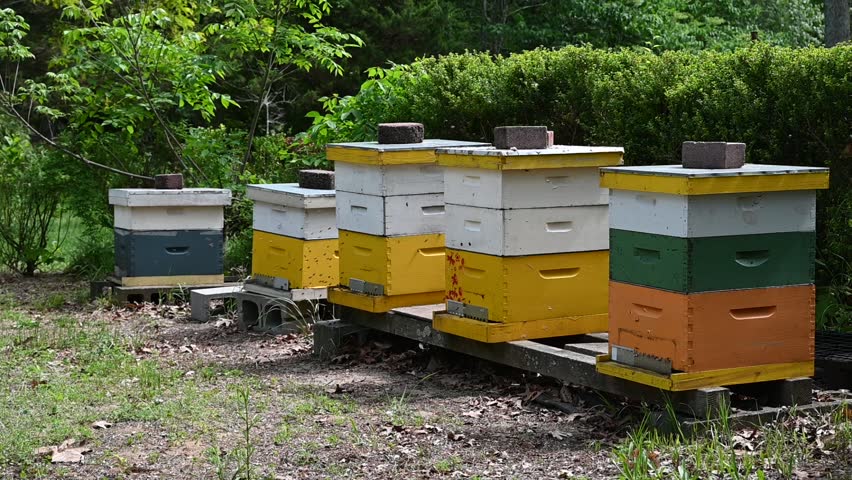 A set of five active beehives with bees buzzing all around them and going in and out of the entrances on a warm spring day on the North Fork of Long Island, NY.