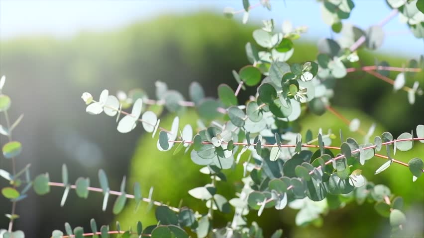Eucalyptus plant leaves. Fresh Eucalyptus growing in a garden, nature background, scented, essential oil. Aromatherapy. Slow motion 