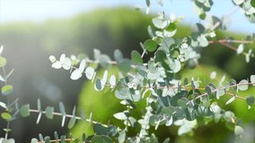 Eucalyptus plant leaves. Fresh Eucalyptus growing in a garden, nature background, scented, essential oil. Aromatherapy. Slow motion  - Powered by Shutterstock - Get 15% off with code: PIKWIZARD15