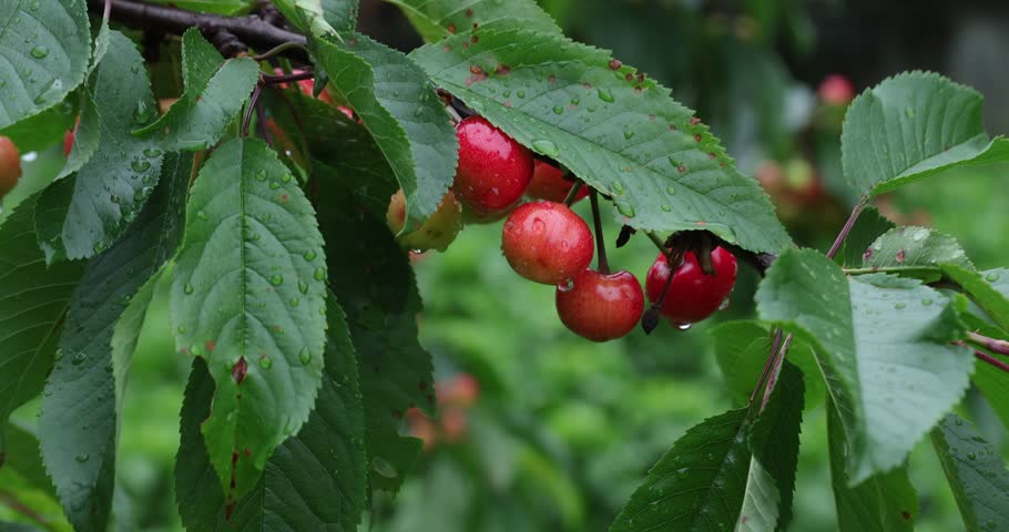 Fresh red cherry fruits grow on tree