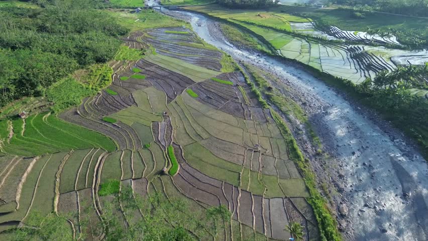 June 5, 2025 – Indonesia: Green rice fields and flowing river in rural area from aerial perspective.