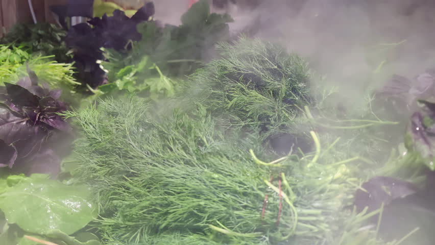 Fresh New Harvest Green Dill on the Market Counter Footage.
