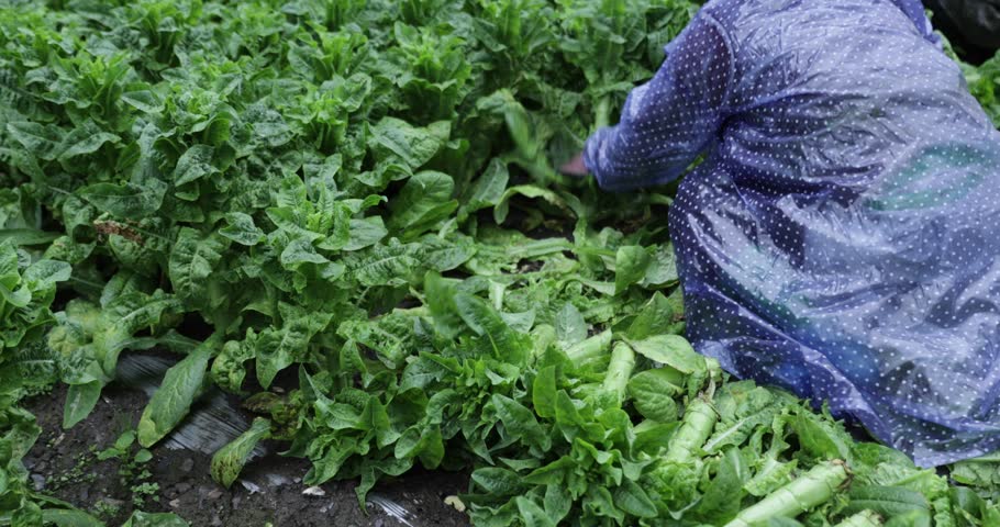 Farmer harvesting green stem lettuce crops in the field