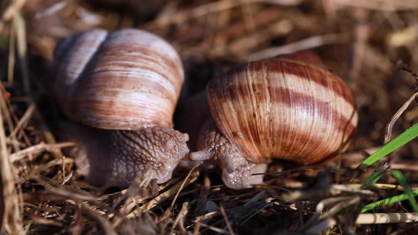 Close-up of a Roman snail with spiral shell moving slowly in the wild – connection to earth and slow pace of life