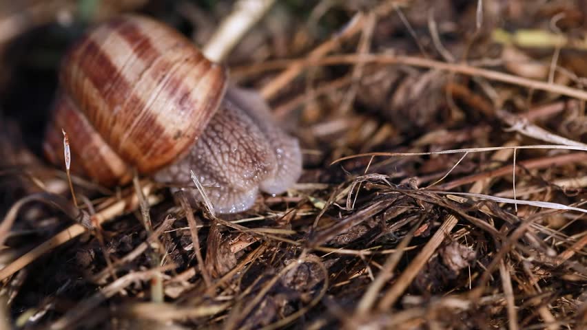 Close-up of a Roman snail with spiral shell moving slowly in the wild – connection to earth and slow pace of life