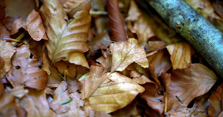 Macro - Forest leaves in autumn