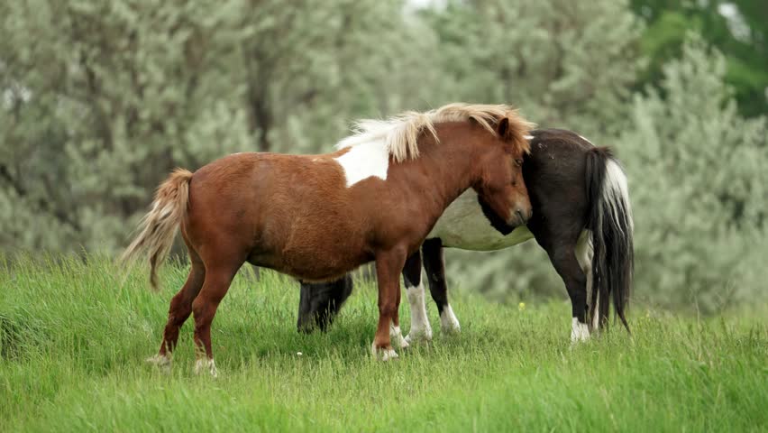 Chestnut pony gently nuzzling and scratching black and white pony, sharing tender moment of connection in lush green meadow under bright sunlight