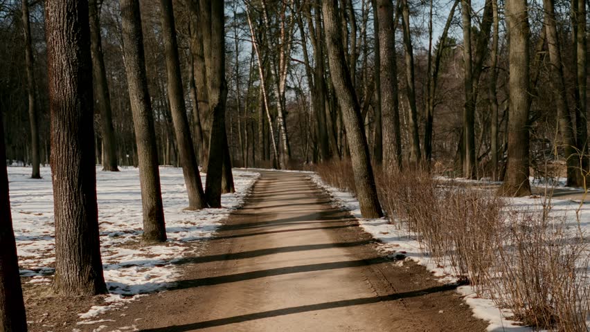 Road among trees in winter forest