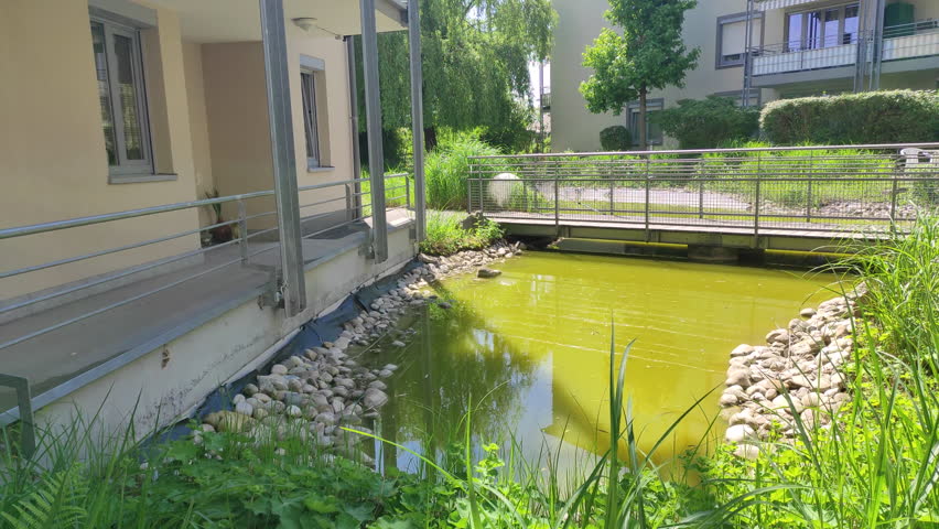 A very green koi pond between apartment buildings in Germany.
