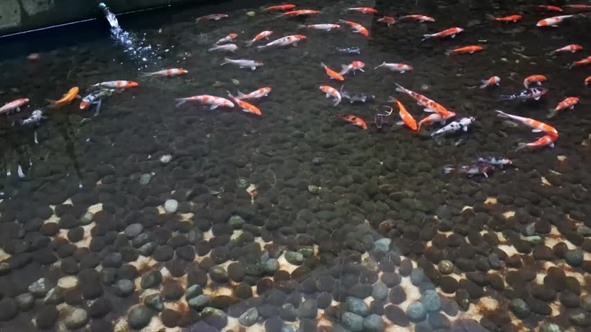 A high angle view of the Koi fishes swimming in the indoor pond.