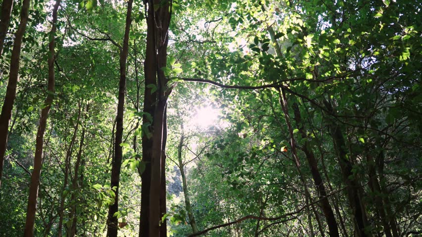 Bright Sunlight Shining Through The Trees In The Forest. - wide shot