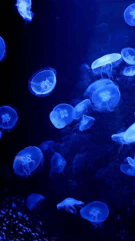 Bioluminescent jellyfish gracefully floating in deep ocean water