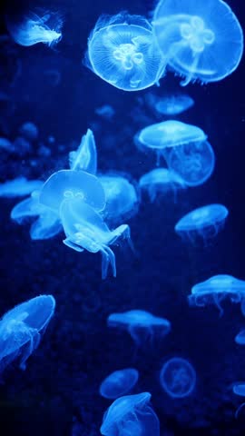 Many bioluminescent jellyfish are swimming in dark blue water