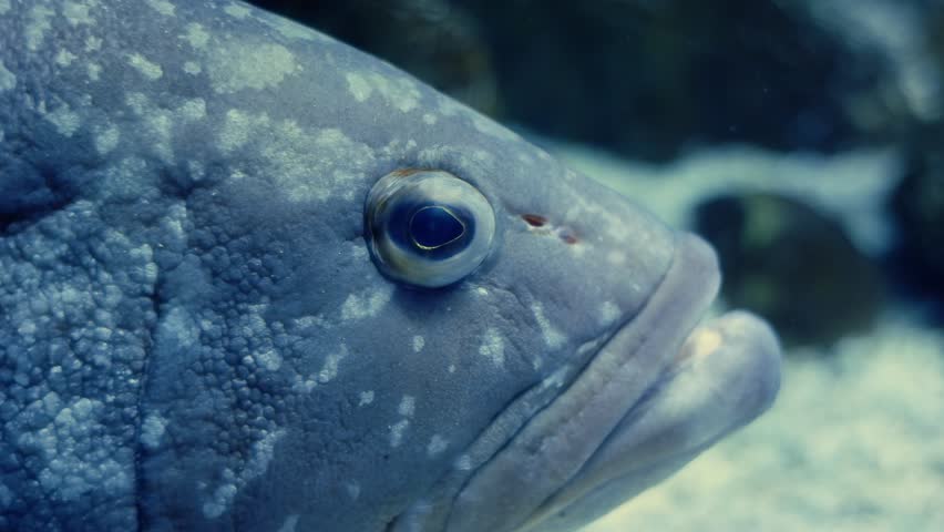 Close-up of a dusky grouper