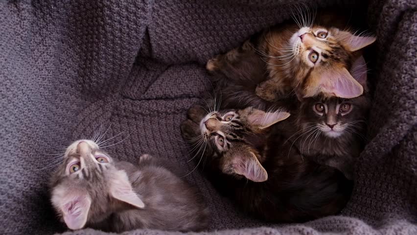 Five fluffy Maine Coon kittens with tabby and grey fur are nestled together in a grey knitted blanket inside a cardboard box. They look around curiously, showcasing their playful innocence