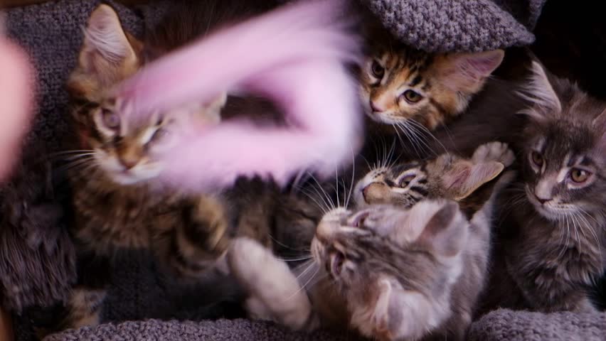 Five fluffy Maine Coon kittens with tabby and grey fur are nestled together in a grey knitted blanket inside a cardboard box. They look around curiously, showcasing their playful innocence
