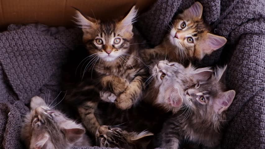 Five fluffy Maine Coon kittens with tabby and grey fur are nestled together in a grey knitted blanket inside a cardboard box. They look around curiously, showcasing their playful innocence
