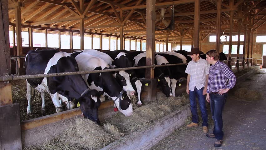 Two Cattle Farmers Talking in Large Cattle Barn. In a sunlit wooden barn, two farmers discuss dairy production, gesturing at feeding cows. Overhead ventilators keep the air fresh. Dairy farming. 
