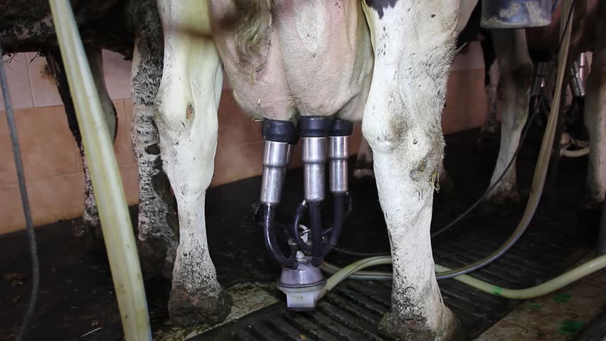 Daily Milking Routine - Suction Cups of Milking Machine on Cow's Udder. Close-up shot of a cow’s udder with four attached suction cups, creating a vacuum for milking. Milk production. Dairy Farming.