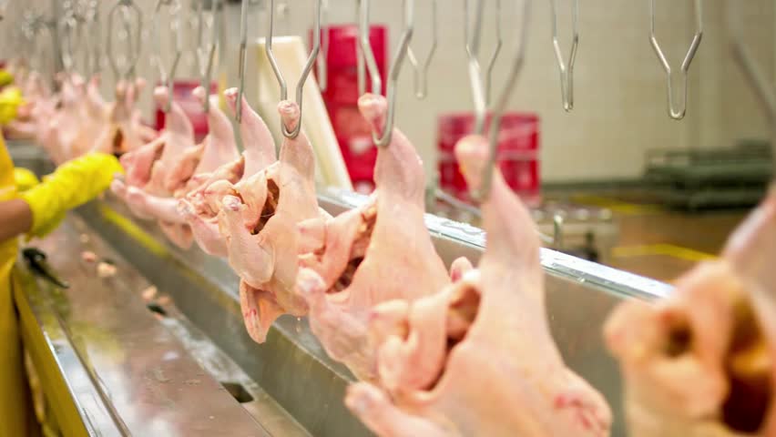 hanging poultry meat in Food industry chicken Processing of fresh and preparation meats industry