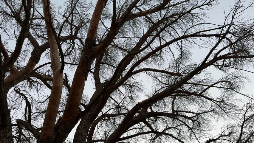 A silhouetted leafless tree on a mountain during the late autumn. The tree is near Table Mountain near Cape Town.